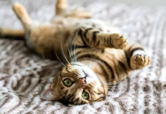 Зоонозные инфекции