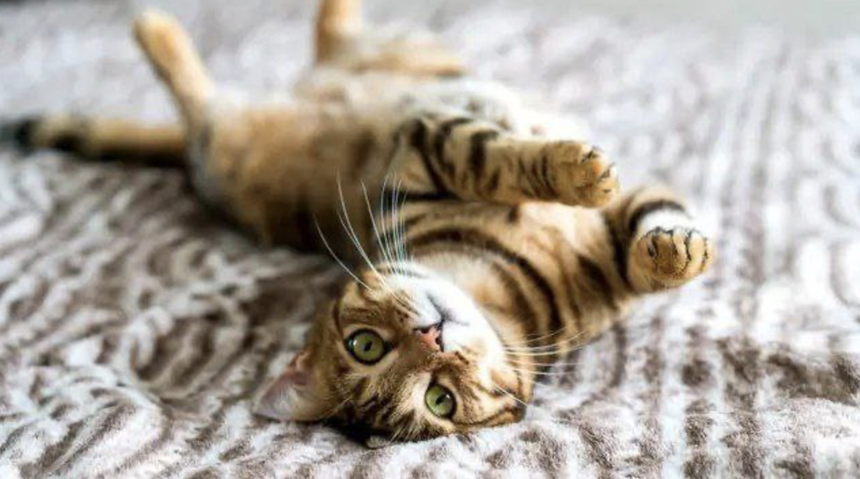 Зоонозные инфекции