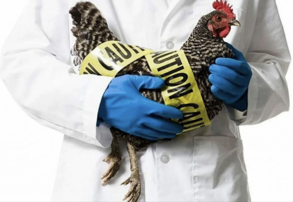 Птичий грипп