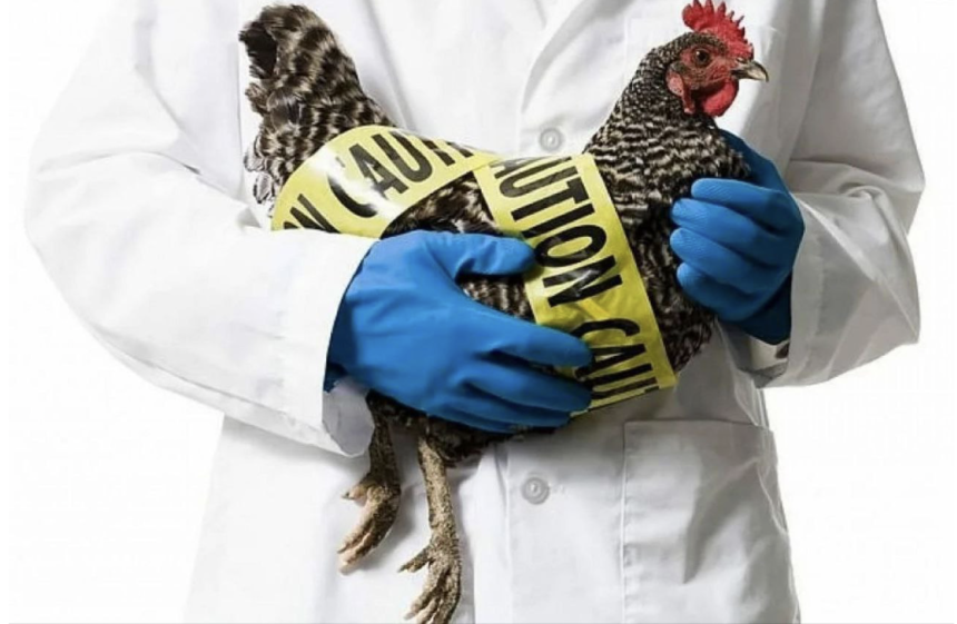 Птичий грипп