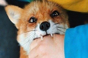 Профилактика бешенства