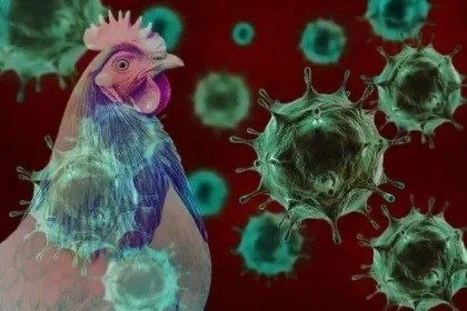 Вирус птичьего гриппа